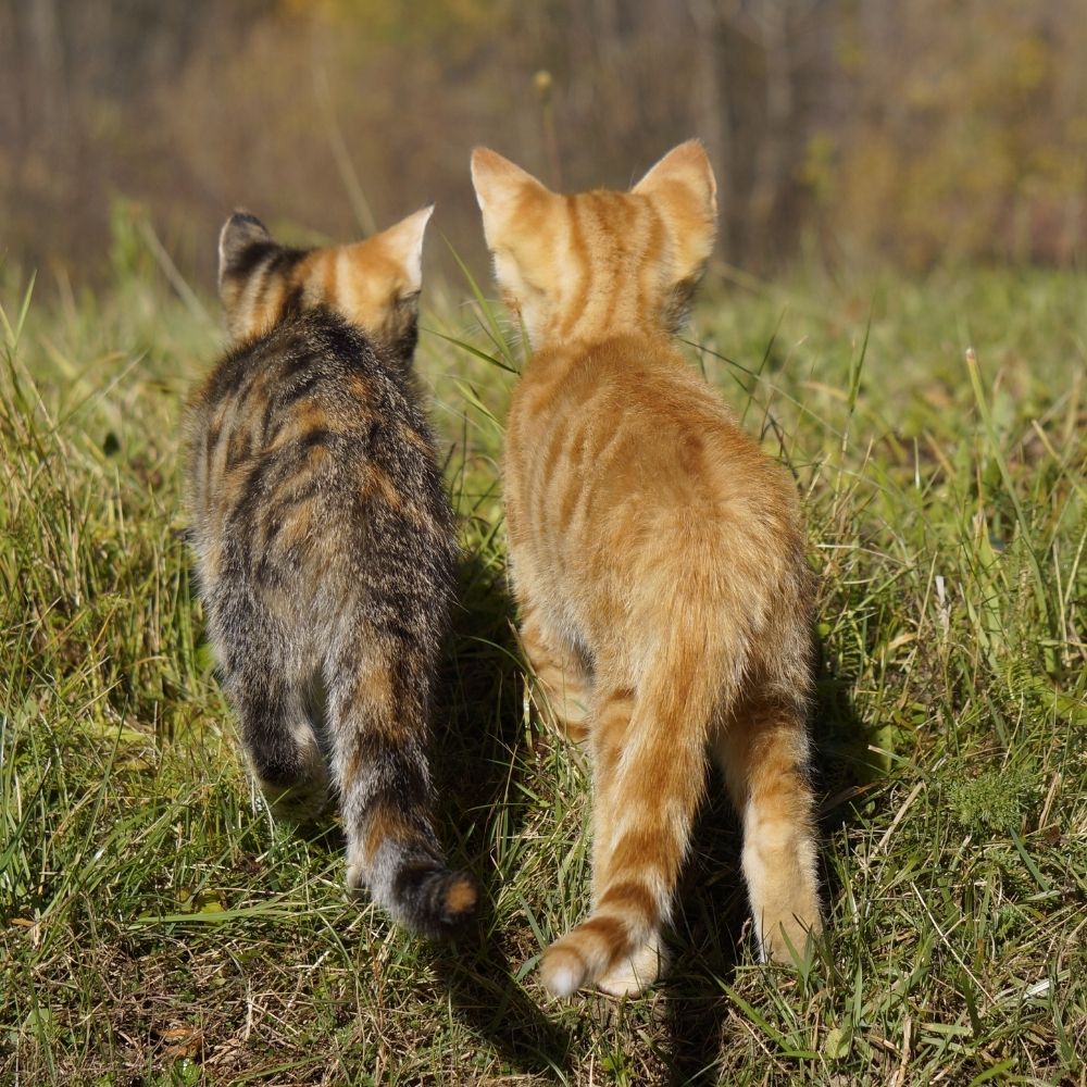 Two Cats Are Killed After Suspected Air Gun Attack