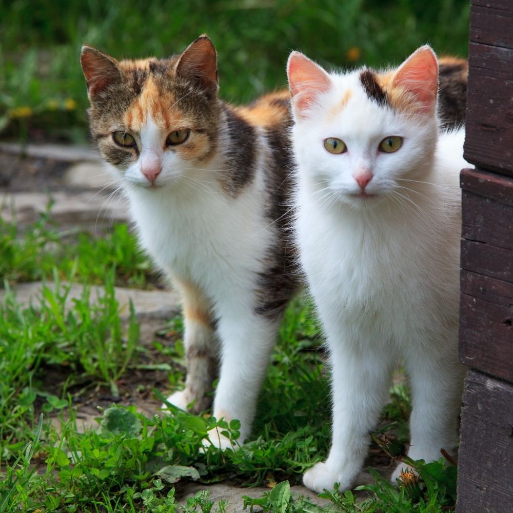 Two Cats Test Positive for Covid-19 in New York