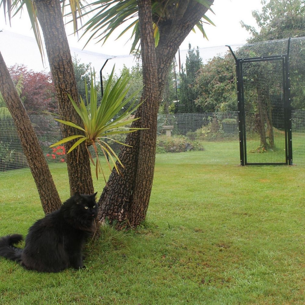 UK Cat Charity Celebrates 20th Anniversary