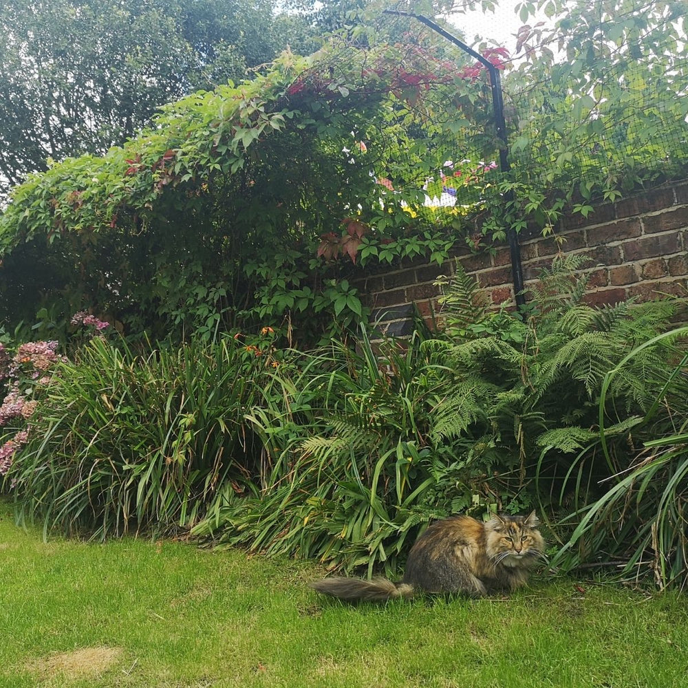 UK Cats Kill 55 Million Birds Each Year