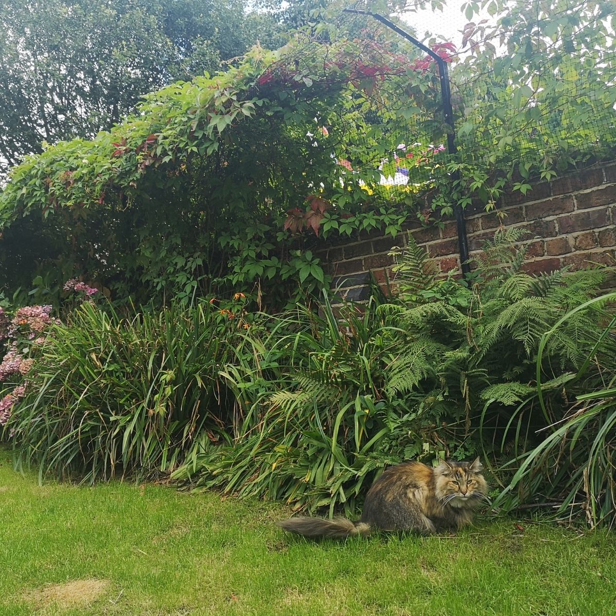 UK Cats Kill 55 Million Birds Each Year