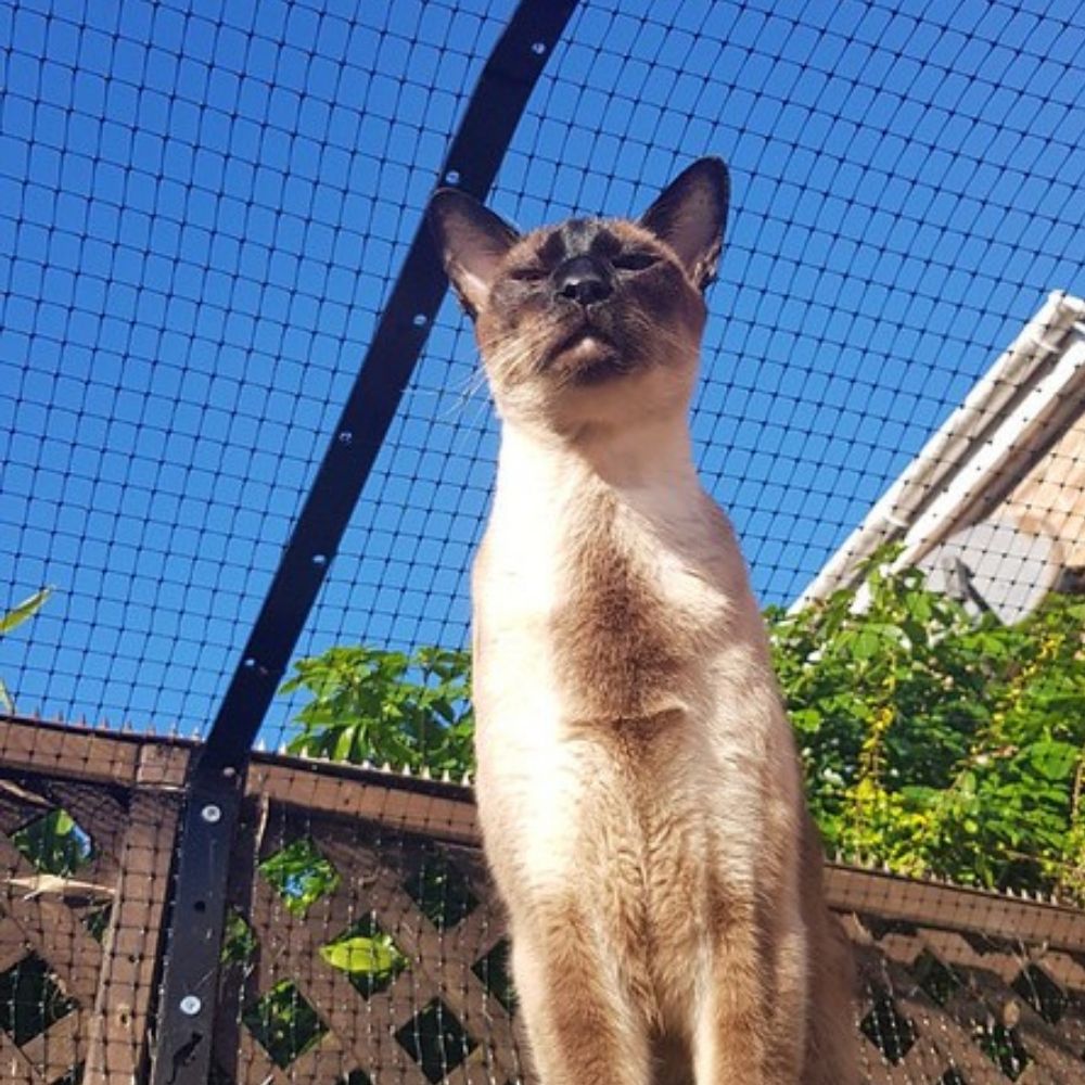 Ways to Help Reduce Aggression Between Neighbourhood Cats