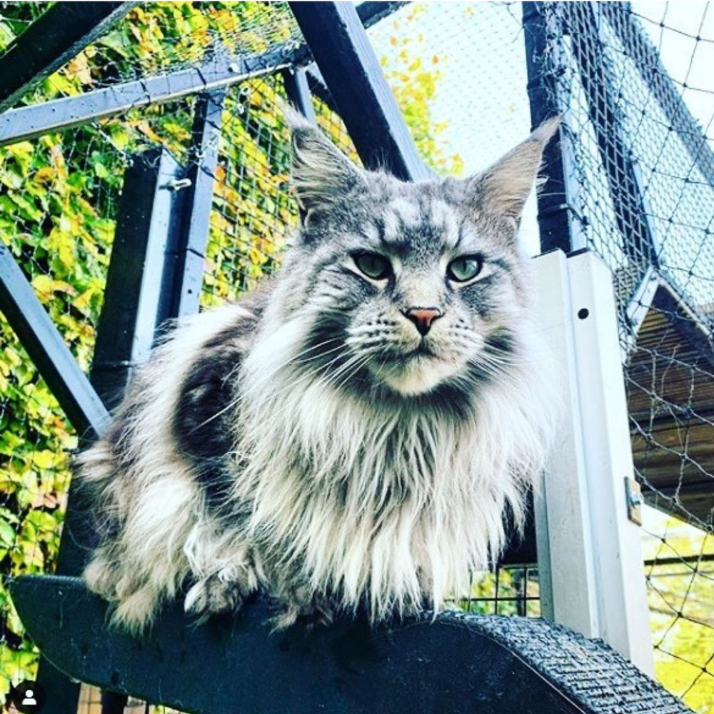 We're All About Cats by Doron Wolffberg