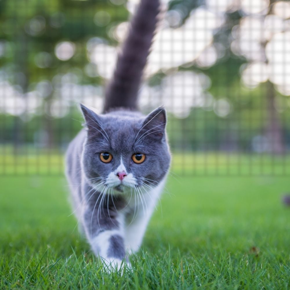 What Are the Most Popular Cats in the UK?