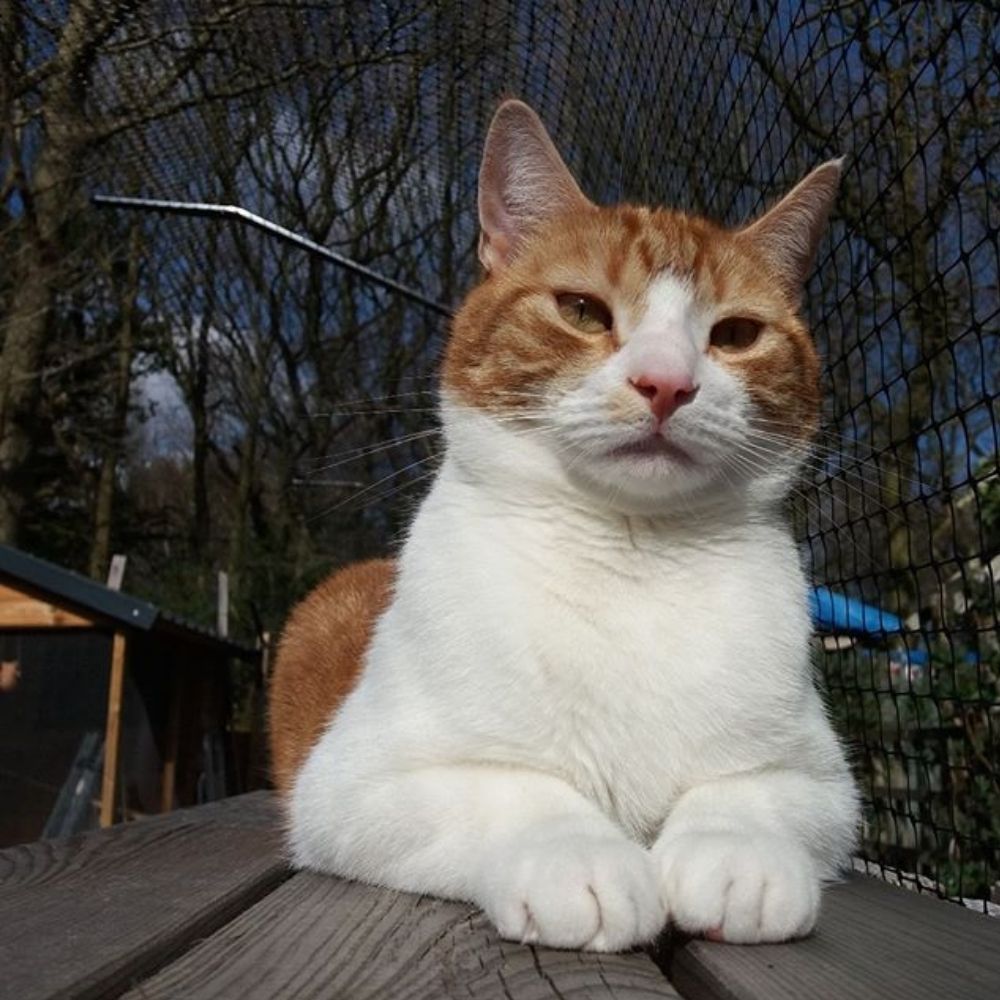 What is a Cat Fence?