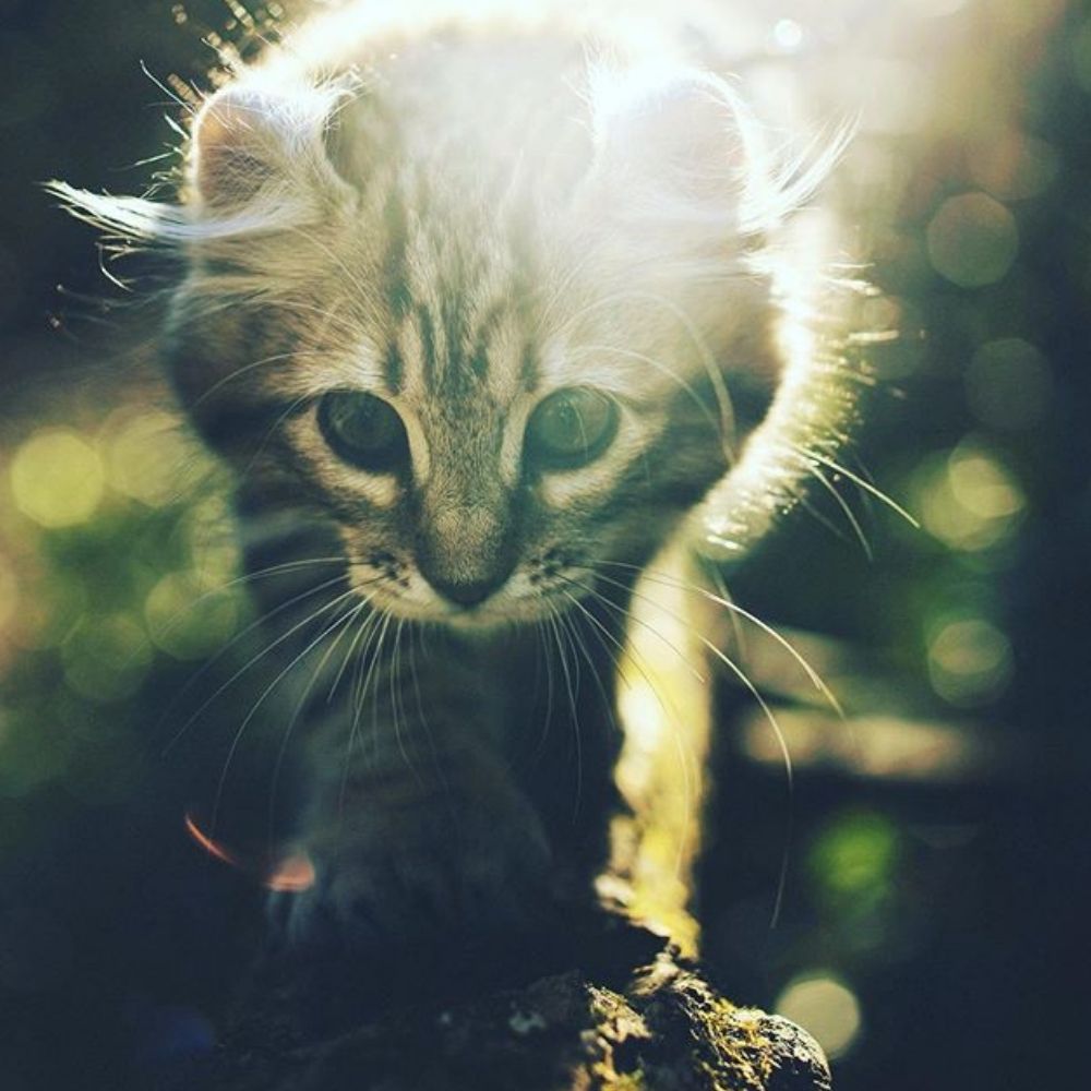 What Should You Do With a Lost Cat?