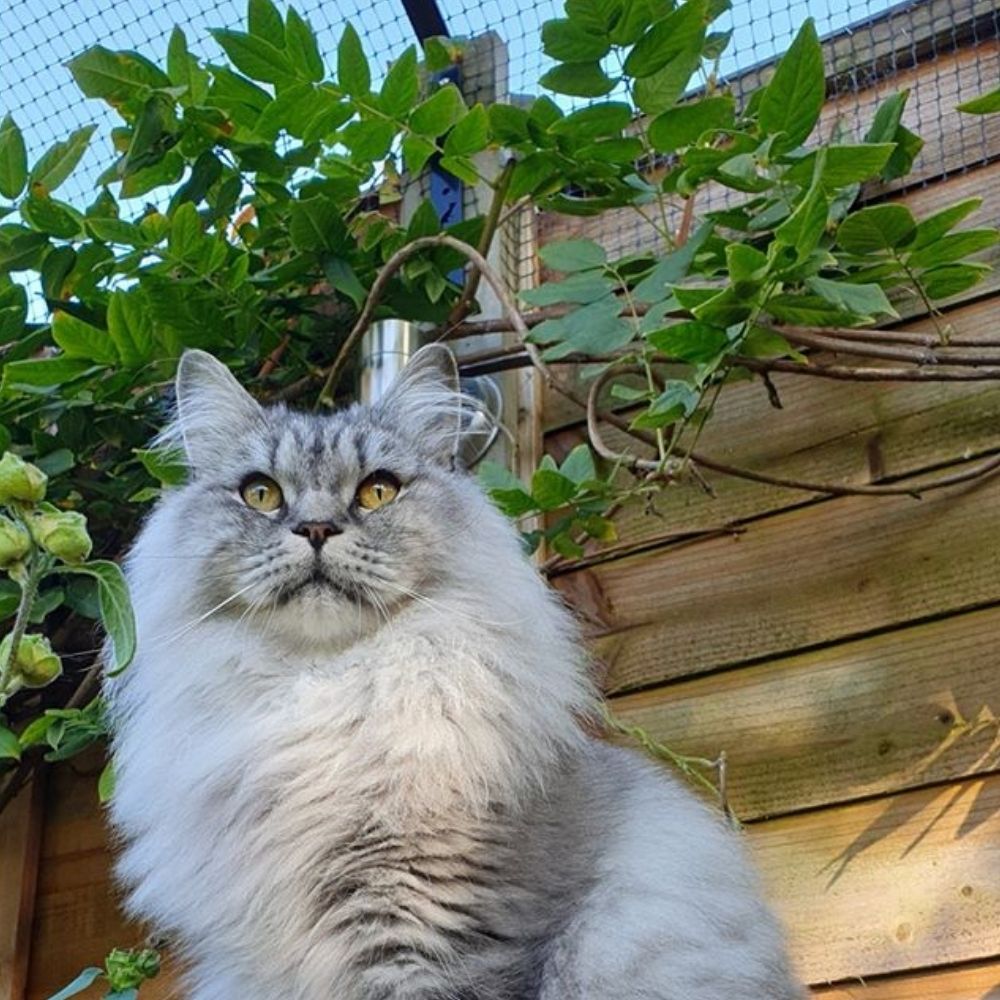 What’s the Lifespan of Outdoor Cats?