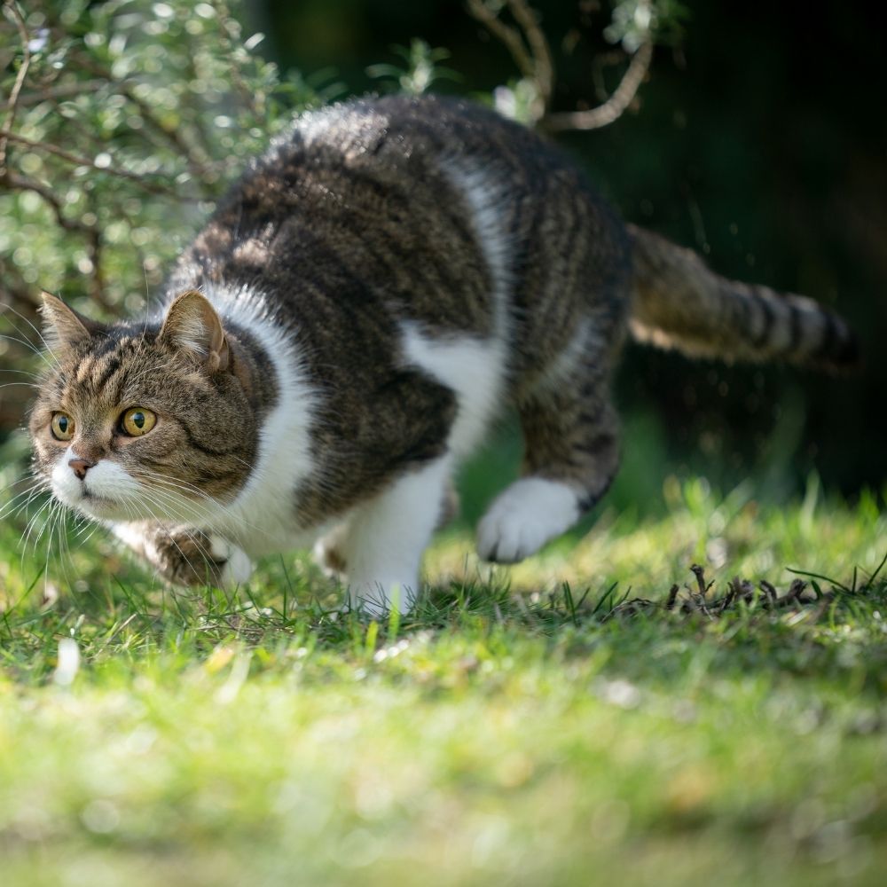 Why do cats bring back 'presents'?!