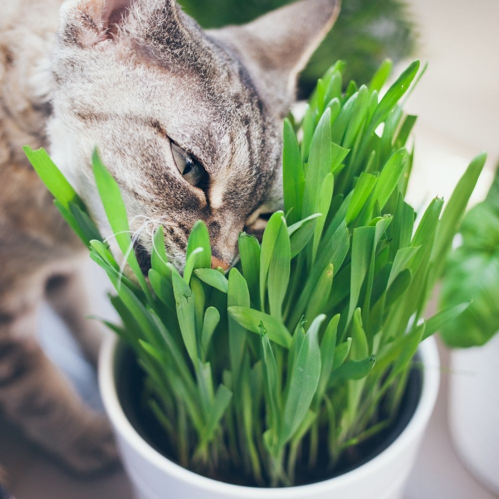Why Do Cats Eat Grass?