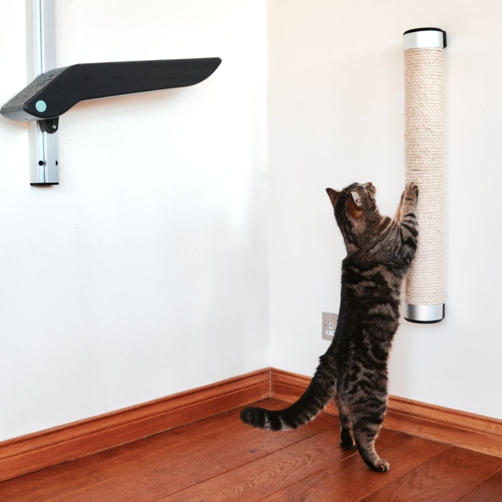 Why Do Cats Scratch?