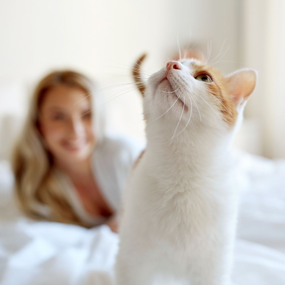 Why Does My Cat Keep Waking Me Up at Night?