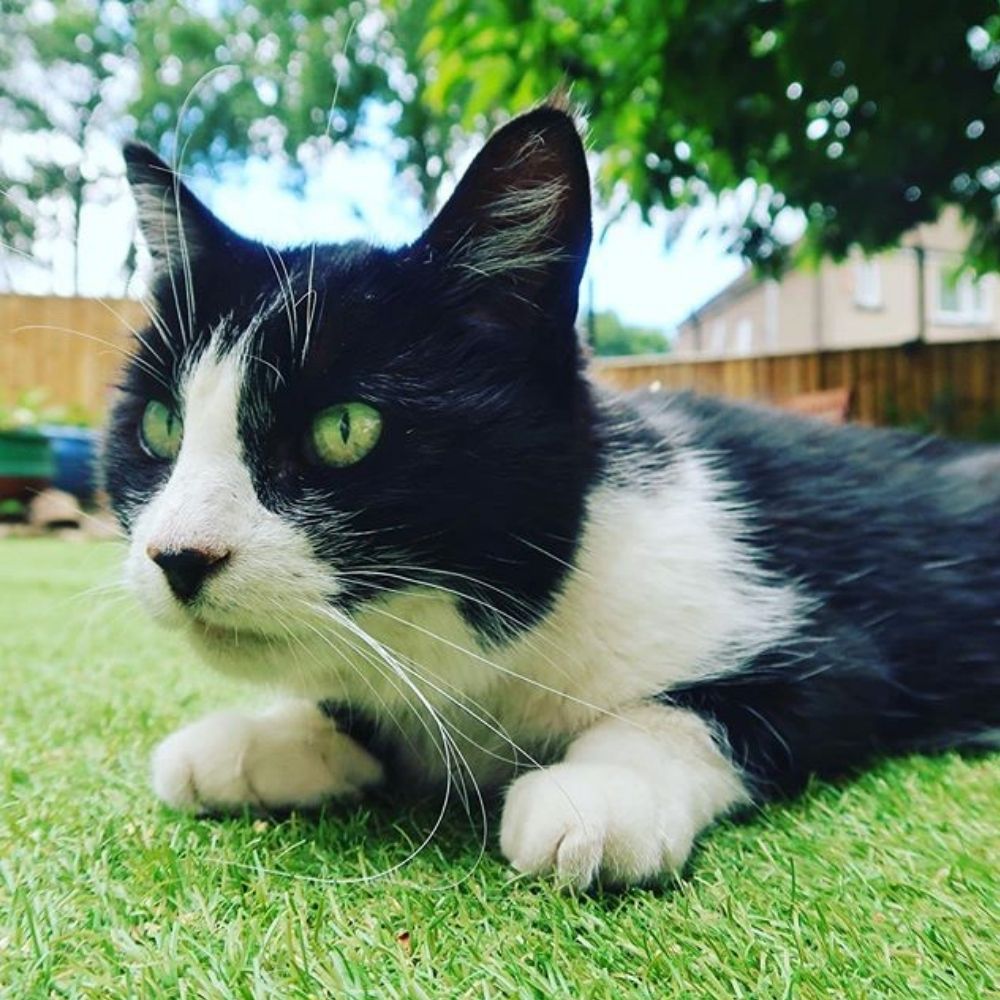 Win a Copy of Practical Feline Behaviour