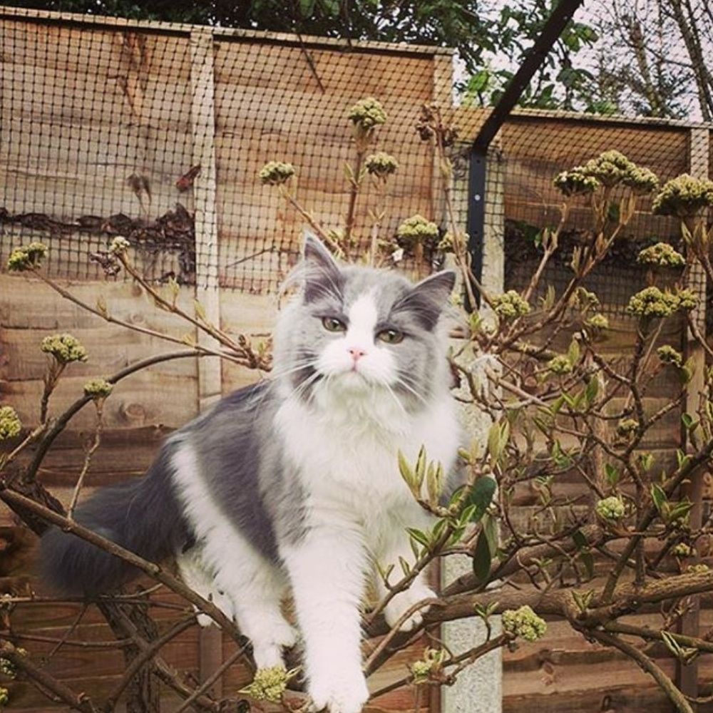 Help! My Cat Has Gone Missing!