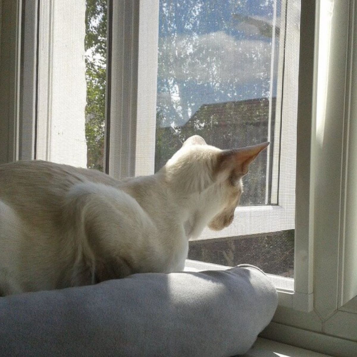 Window Screens for Cats