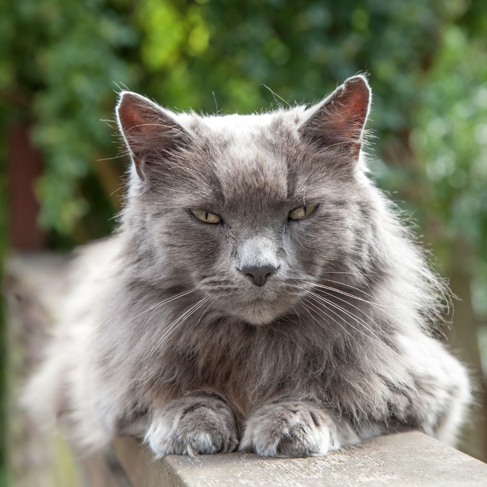 World’s Oldest Cat Passes Away Aged 31
