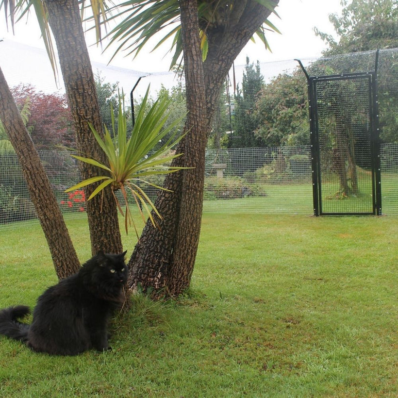 cat enclosure