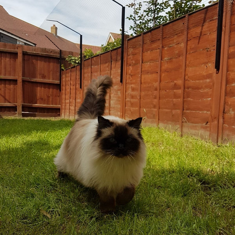 cat fencing