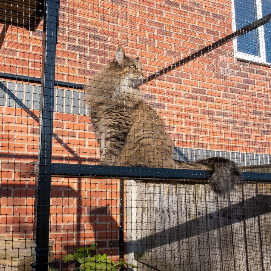 cat on cat shelf