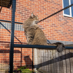 Bespoke Catio with Air Lock Gate