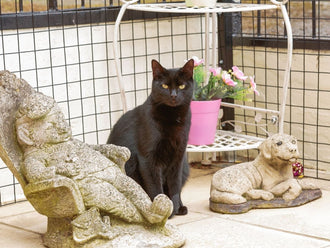 Cat in Patio Enclosure