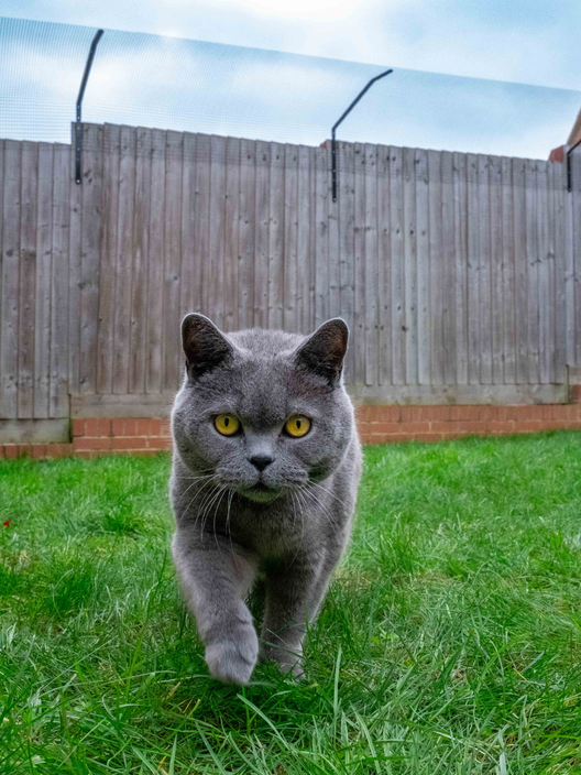 British Shorthair Cat Fence