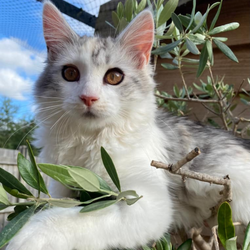 Cat in Cat Proof Garden