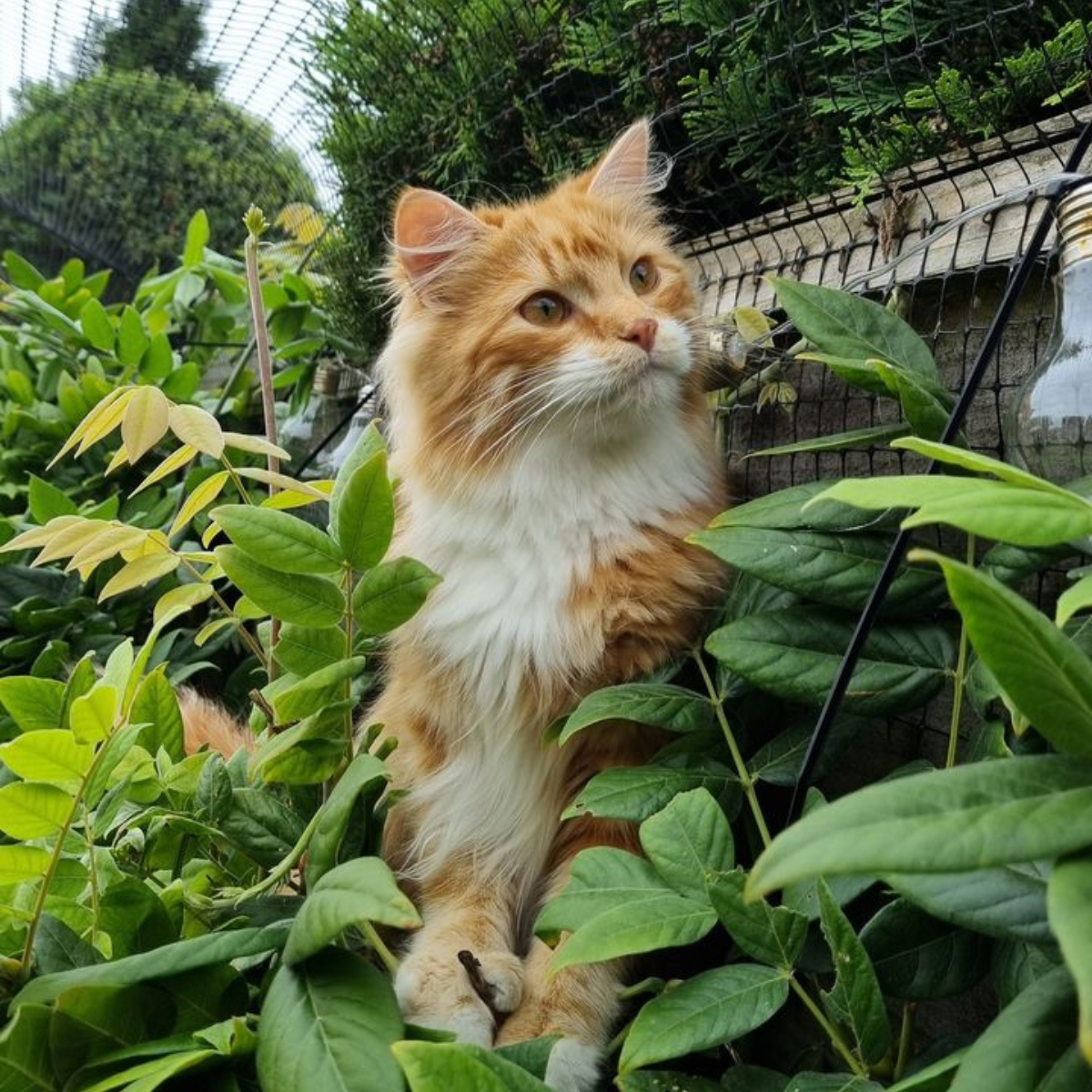 Cat near Cat Fence Barrier