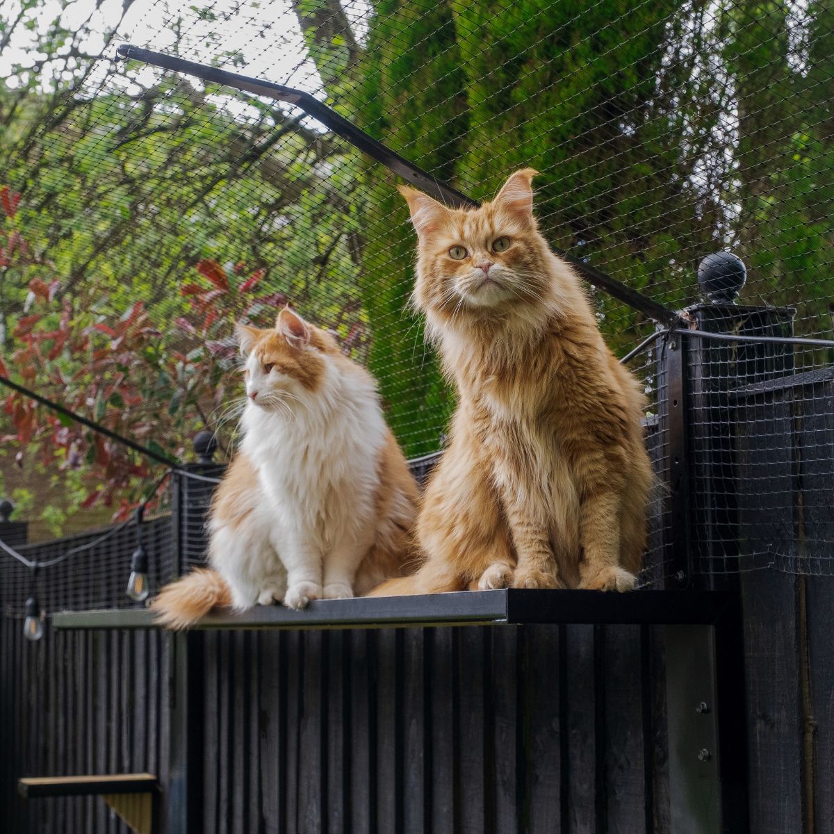 Cat fence system best sale