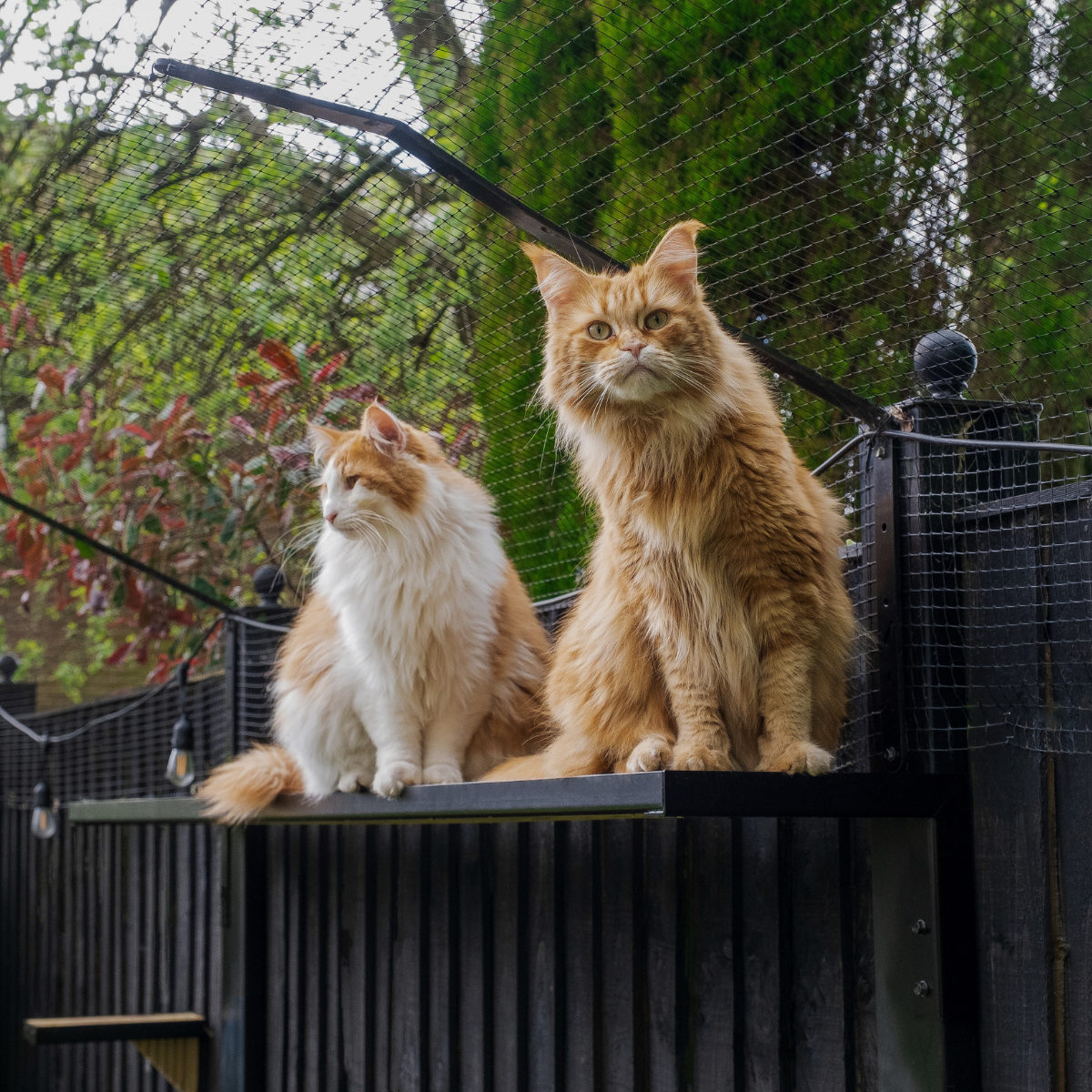 Cat Fencing Cat Enclosures Catios Cat Runs Cat Fence ProtectaPet