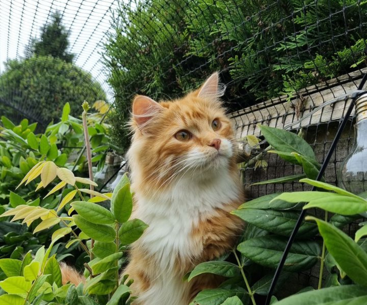 Cat Proof Garden