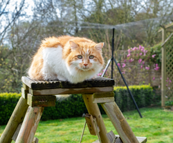 Cat Enclosure Fencing on Turf