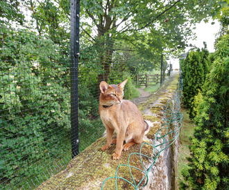 Cat On Wall