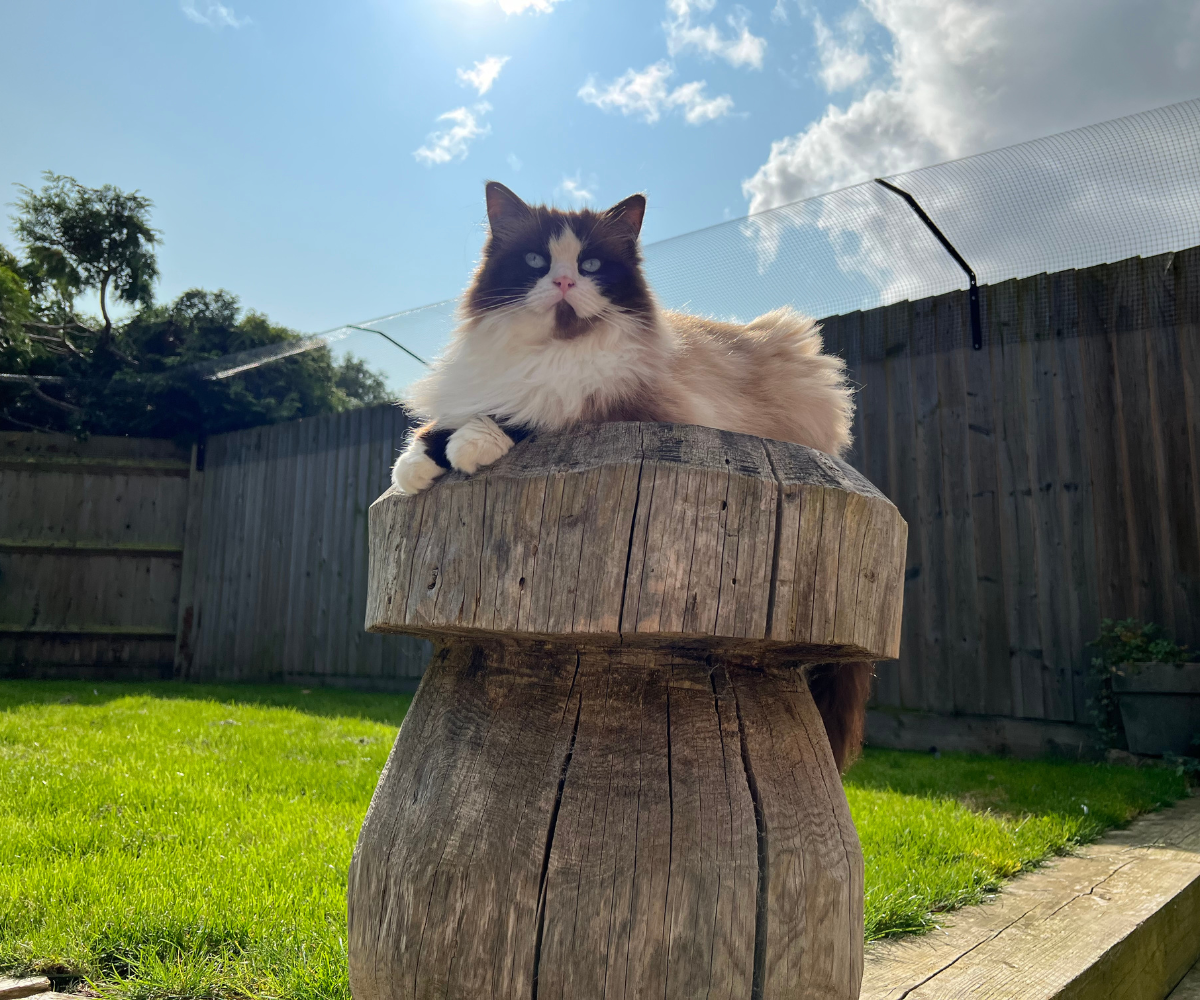 1.8m+ Fence Cat Barrier