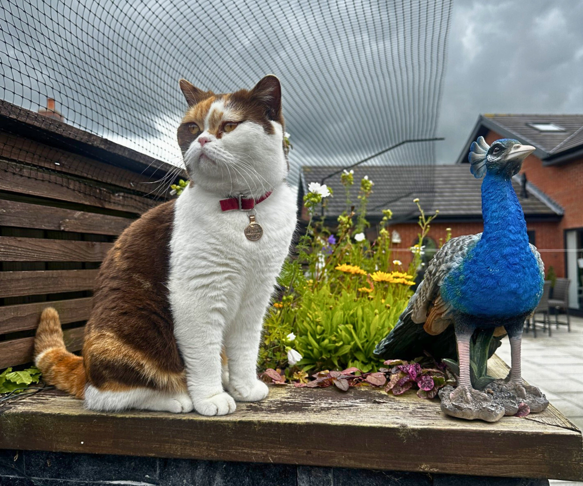 1.6m+ Fence Cat Barrier