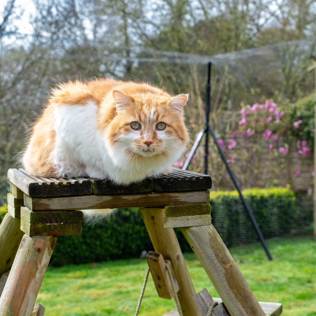cat in cat enclosure garden