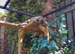 Cat inside Catio