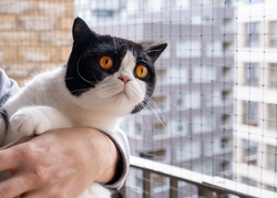 Steel Framed Cat Balcony