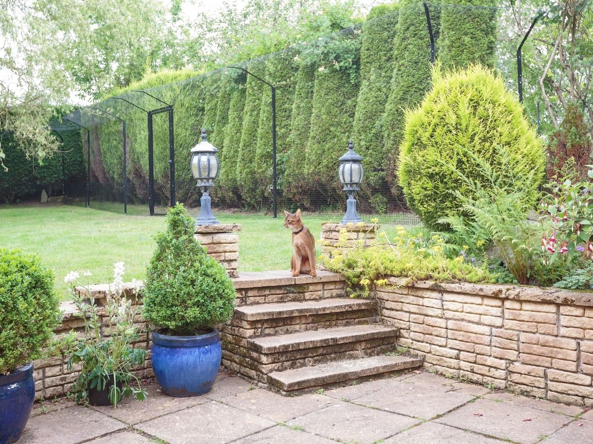 Cat Enclosure Fencing on Turf