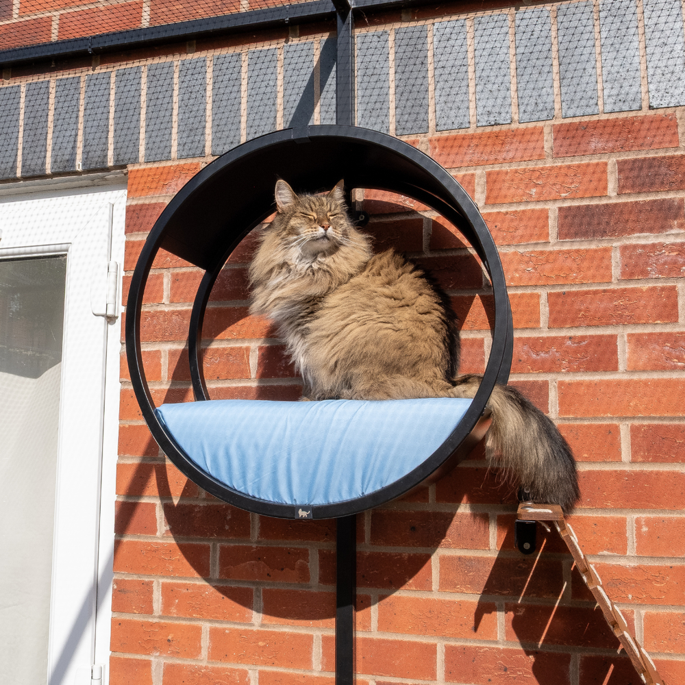 Catification Enrichment