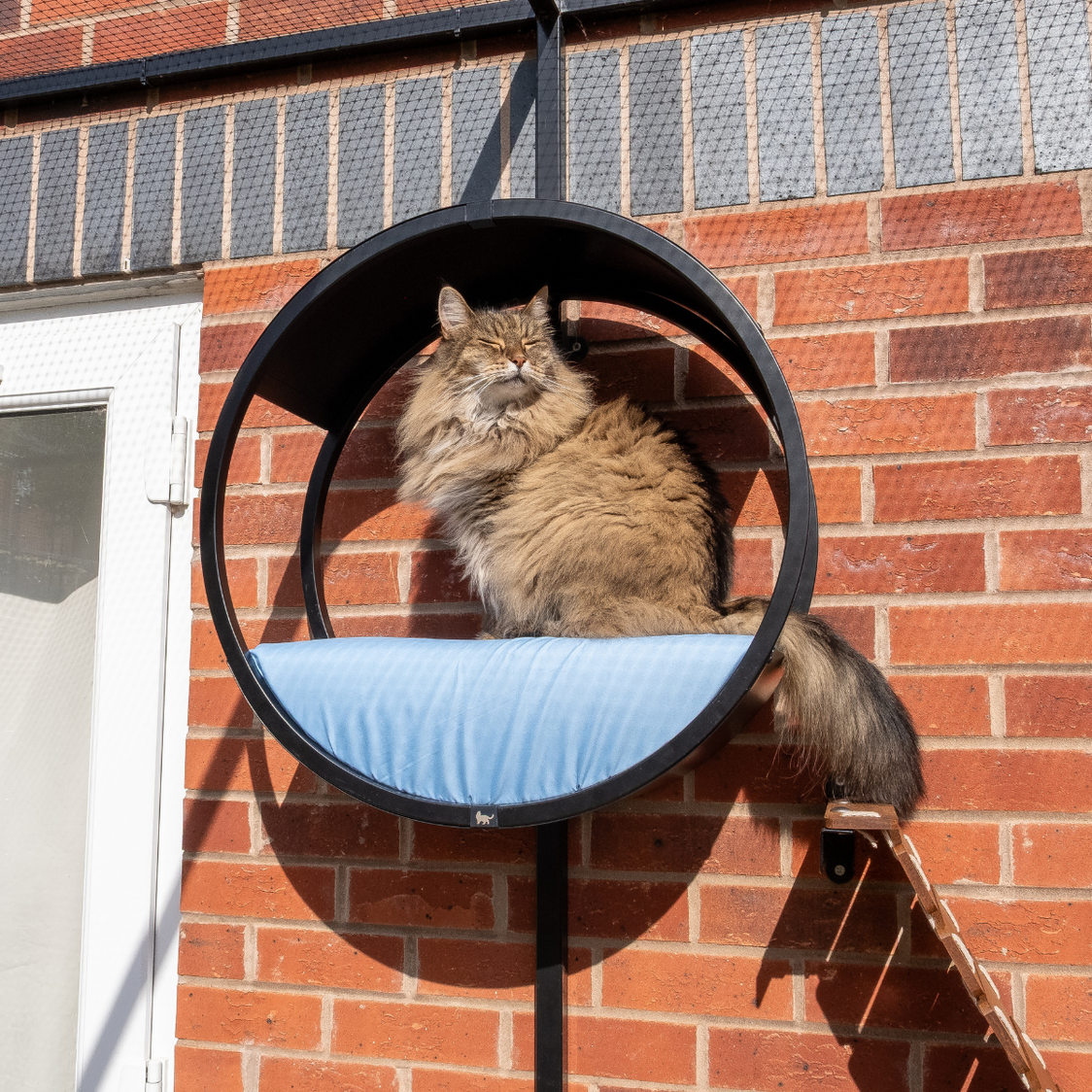 Catification Enrichment