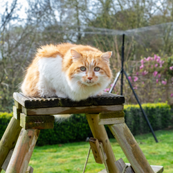 Cat in Cat Enclosure