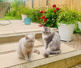 Two Cats In Garden