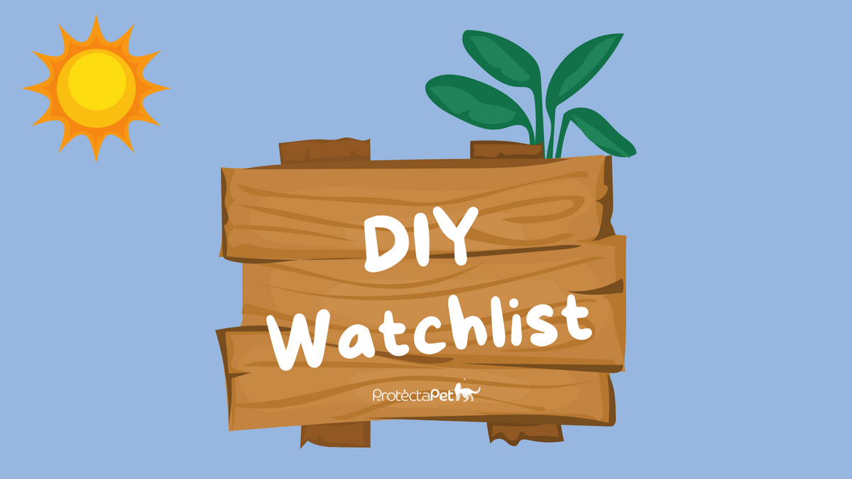 YouTube Shorts - 🛠️ DIY Watchlist