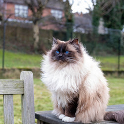 Ragdoll cat wants to go outdoors