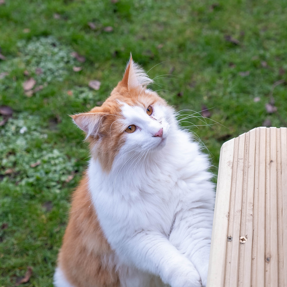 When Can Kittens Go Outside? ProtectaPet