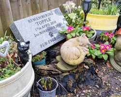 Bradford Cat Watch Rescue and Sanctuary