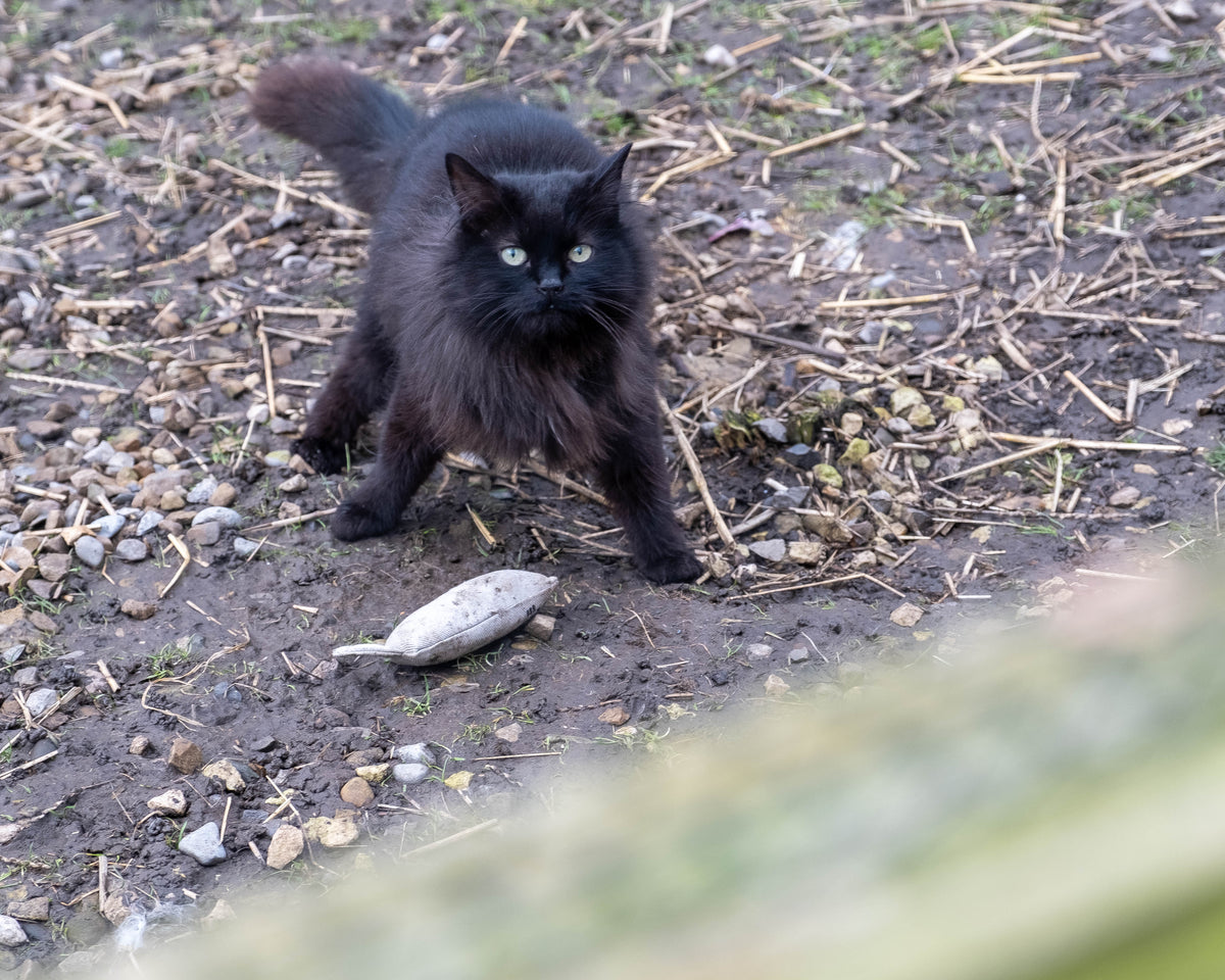 Salsa at Bradford Cat Watch Rescue and Sanctuary
