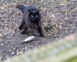 Salsa at Bradford Cat Watch Rescue and Sanctuary