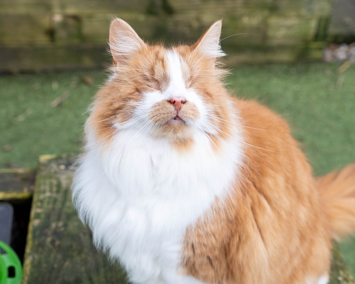 Carrots at Bradford Cat Watch Rescue and Sanctuary