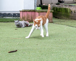 Bradford Cat Watch Rescue and Sanctuary